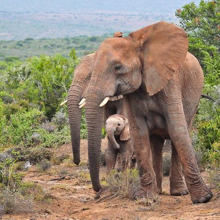 Kwandwe Private Game Reserve - Great Fish River Lodge Grahamstown Εξωτερικό φωτογραφία