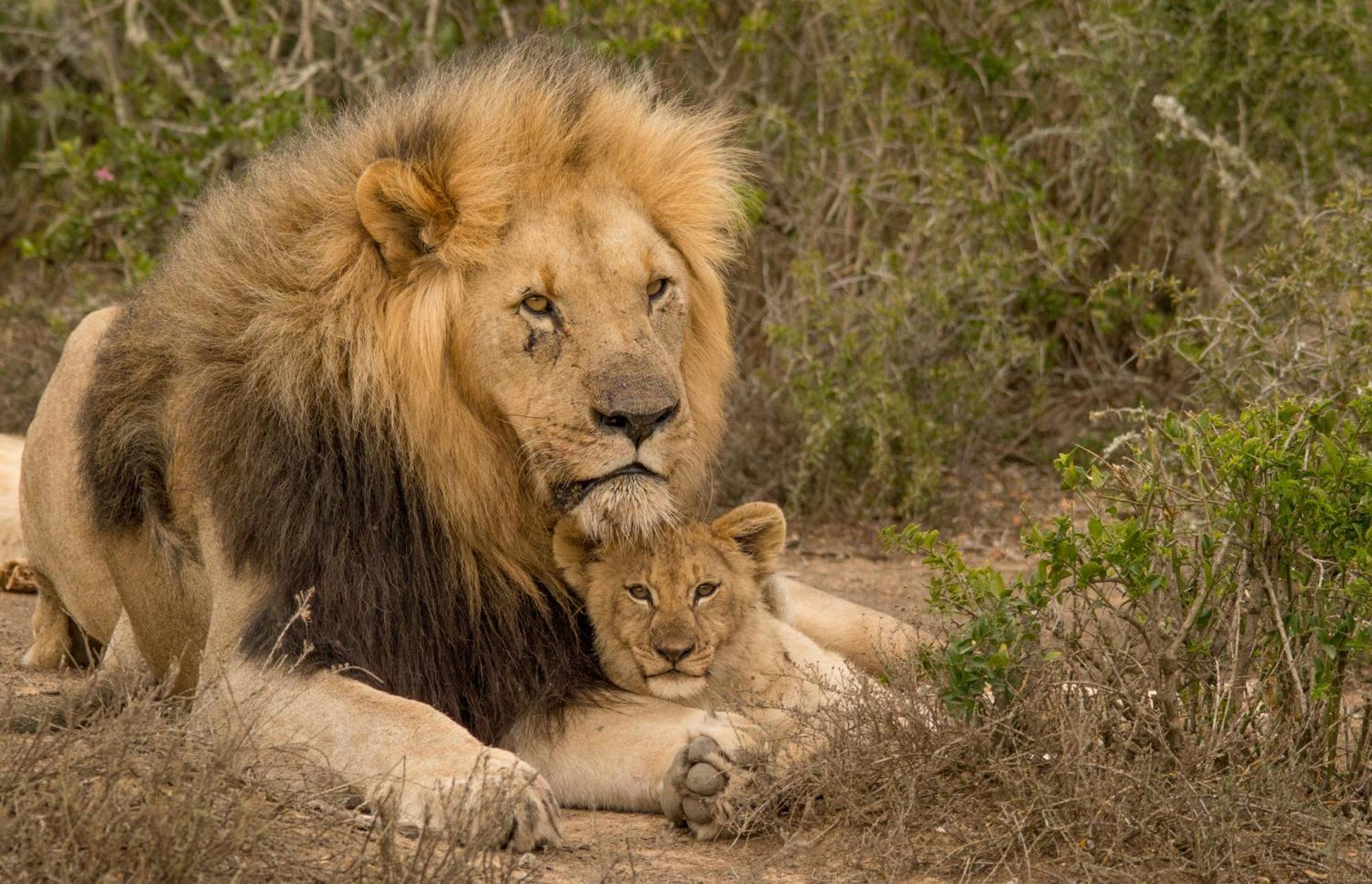 Kwandwe Private Game Reserve - Great Fish River Lodge Grahamstown Εξωτερικό φωτογραφία