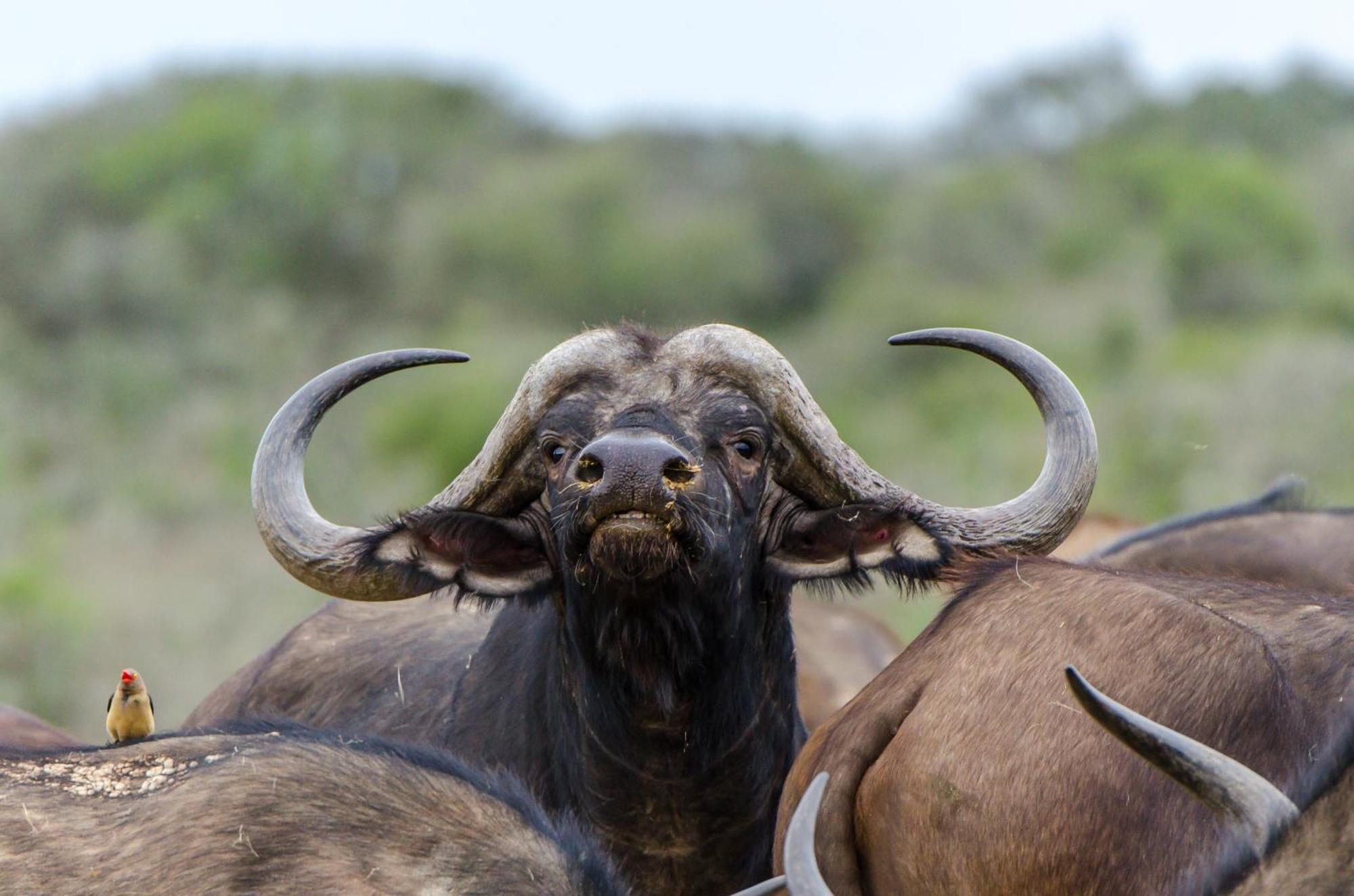 Kwandwe Private Game Reserve - Great Fish River Lodge Grahamstown Εξωτερικό φωτογραφία