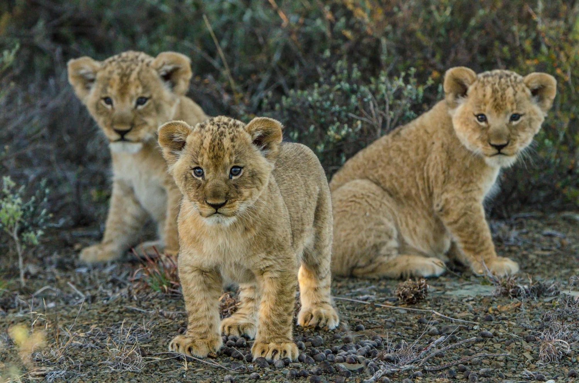 Kwandwe Private Game Reserve - Great Fish River Lodge Grahamstown Εξωτερικό φωτογραφία