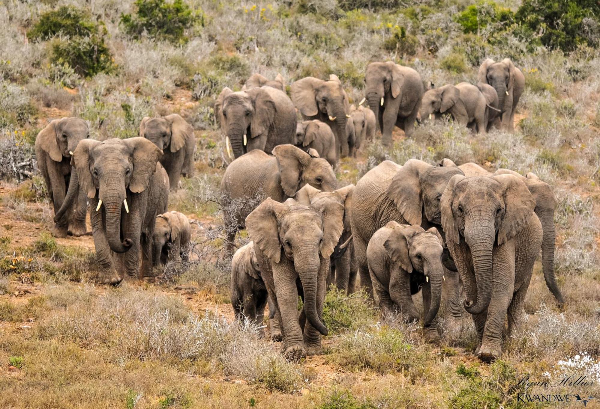 Kwandwe Private Game Reserve - Great Fish River Lodge Grahamstown Εξωτερικό φωτογραφία