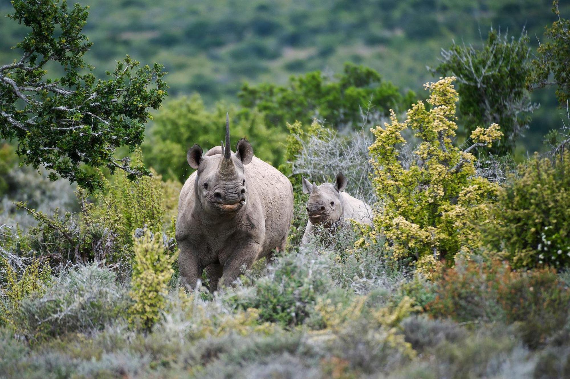 Kwandwe Private Game Reserve - Great Fish River Lodge Grahamstown Εξωτερικό φωτογραφία