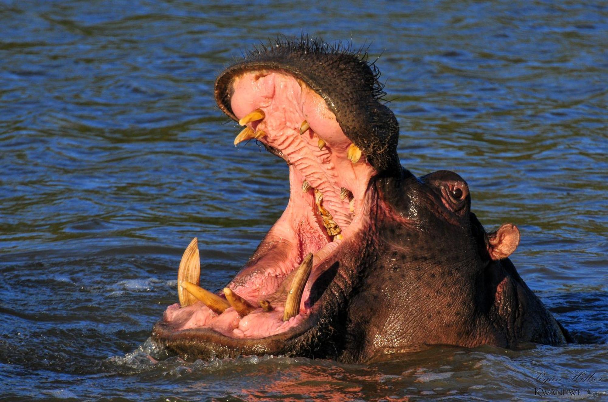Kwandwe Private Game Reserve - Great Fish River Lodge Grahamstown Εξωτερικό φωτογραφία