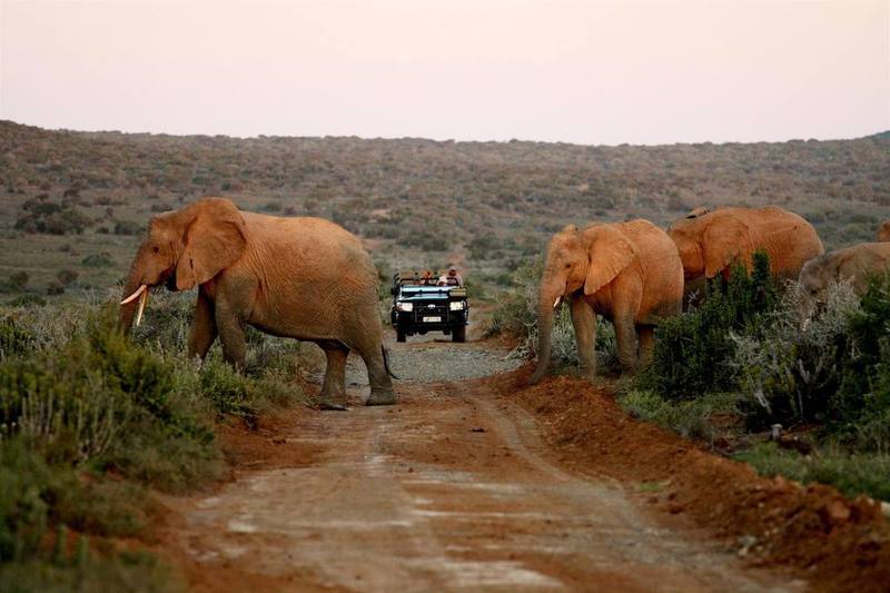 Kwandwe Private Game Reserve - Great Fish River Lodge Grahamstown Εξωτερικό φωτογραφία